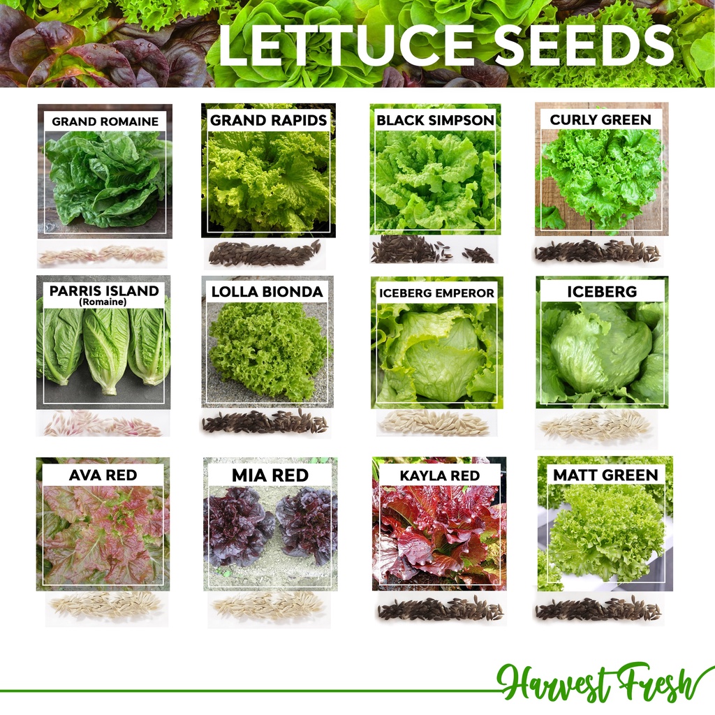 Lettuce Seeds Romaine Lollo Bionda Loose leaf Grand Rapids Iceberg