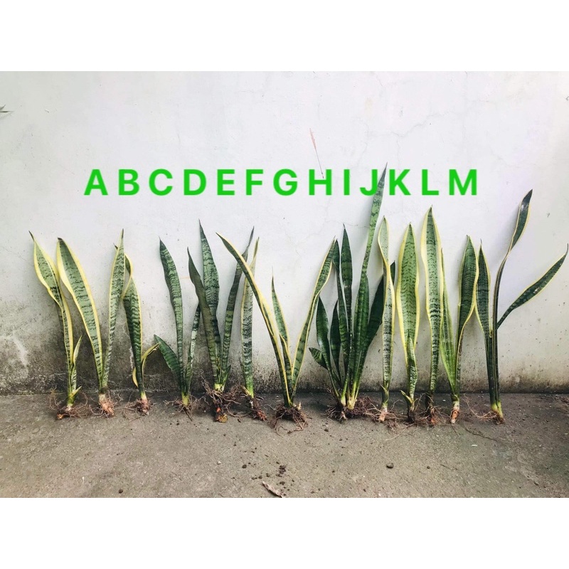 yellow-snake-plant-humidifier-indoor-outdoor-shopee-philippines