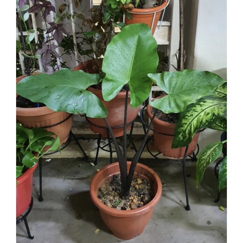 Alocasia macrorrhizos, Black Stemmed Elephant Ear (1m) - unique and