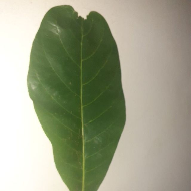 Talisay leaf ( sunbaked) (5pcs) | Shopee Philippines