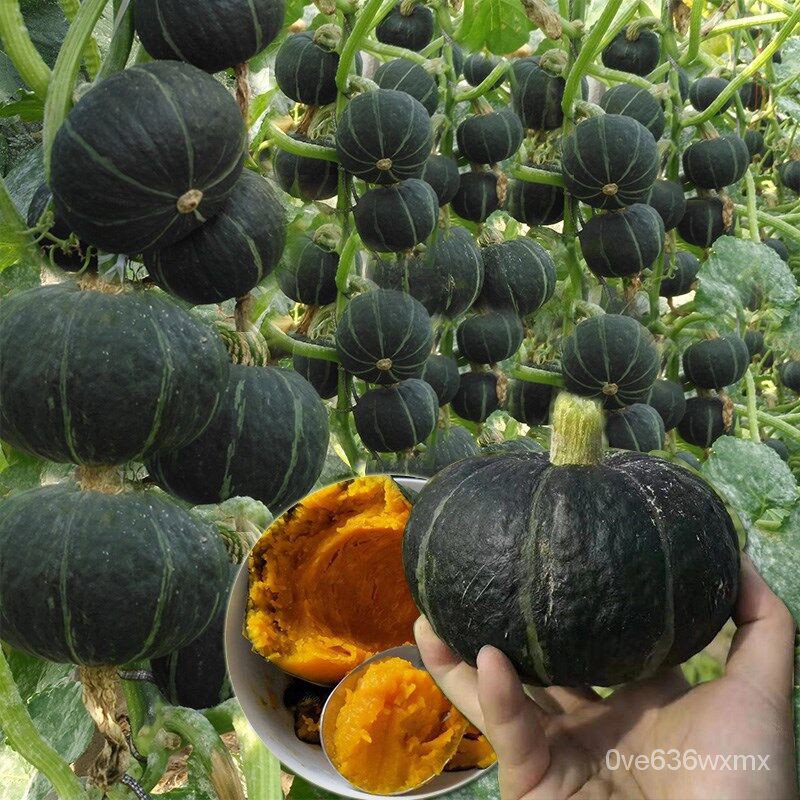 flower seeds/Japan Pumpkin Seeds Sale Mini Chestnut Pumpkin Vegetable Seeds Gardening Bonsai SeedsRe
