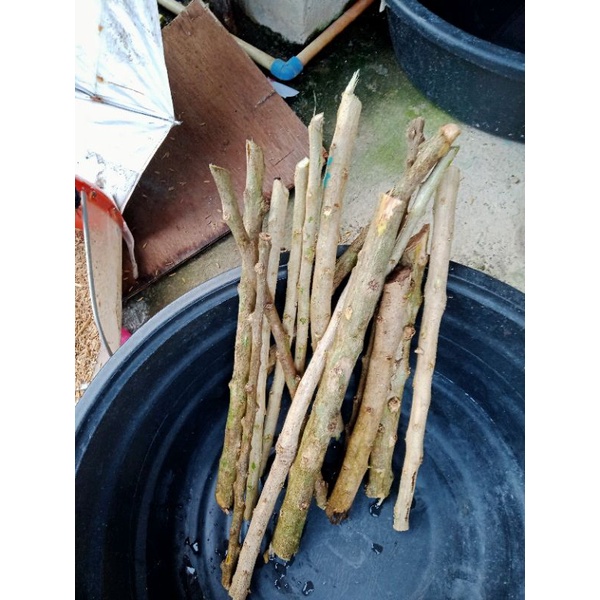 cuttings stem calabash (gogo express courier only) Shopee Philippines