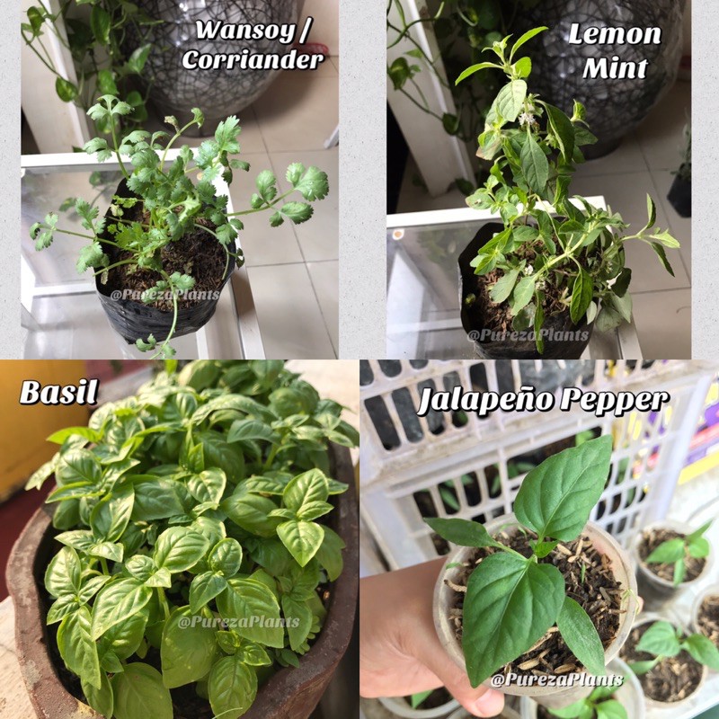 Herbs Live Plant w/ Soil | Basil, Peppermint, Bayleaf, Tarragon Edible Plants, Culinary herbs (COD)