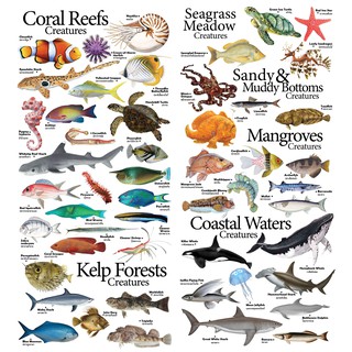 4 Marine Animal Posters 108 Types Nerdy Owl Sea Creatures | Shopee