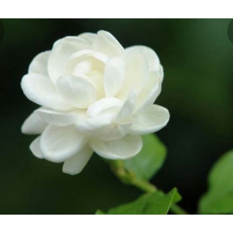 Buy 1 stem take 1 stem Sampaguita Roses Flowers Rare Shopee Philippines
