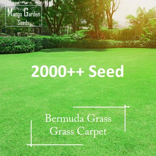 Bermuda Grass Seeds - 6g - 2000++ Seed - Grass Carpet = Biji Benih Rumput Bermuda - Mango Garden
