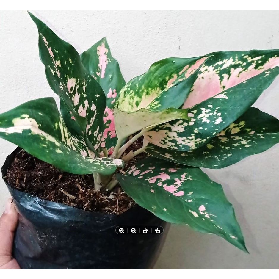 Pink Dalmatian Aglaonema