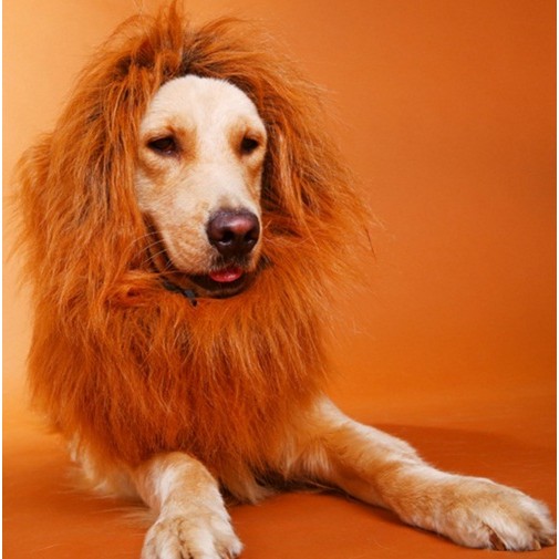 Bowmeow Dog Fake Prank Lion Hair Wig Mane for Dogs (for big dogs) | Shopee  Philippines