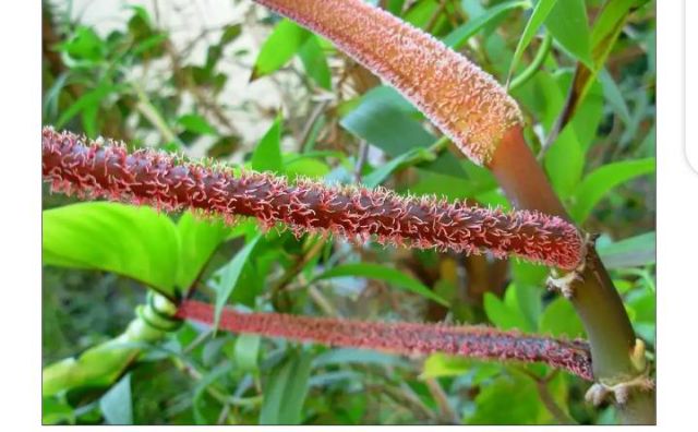 Philodendron Squamiferum Shopee Philippines