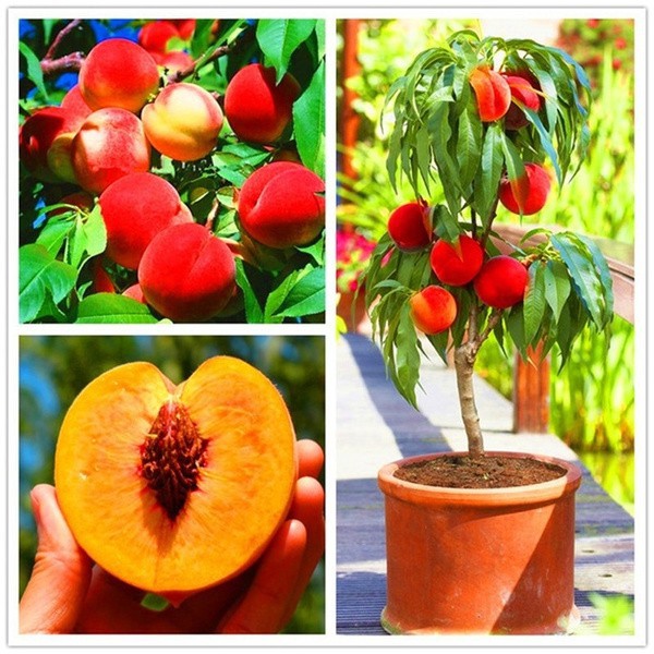10 PCS Seeds Peach Tree Plants Easy To Grow Sweet Peach Tree Bonsai Garden NEW A