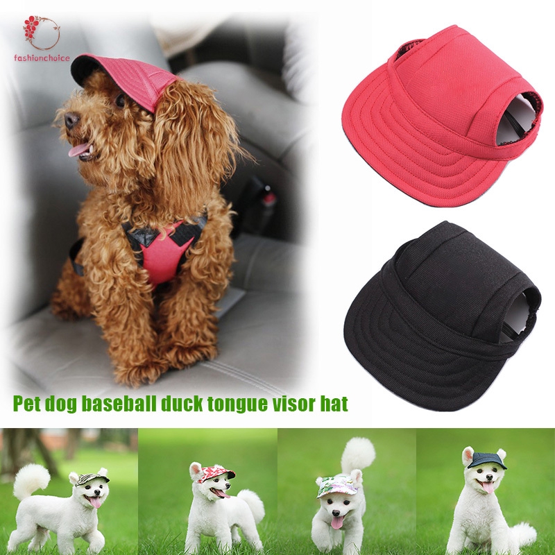 dog in baseball hat