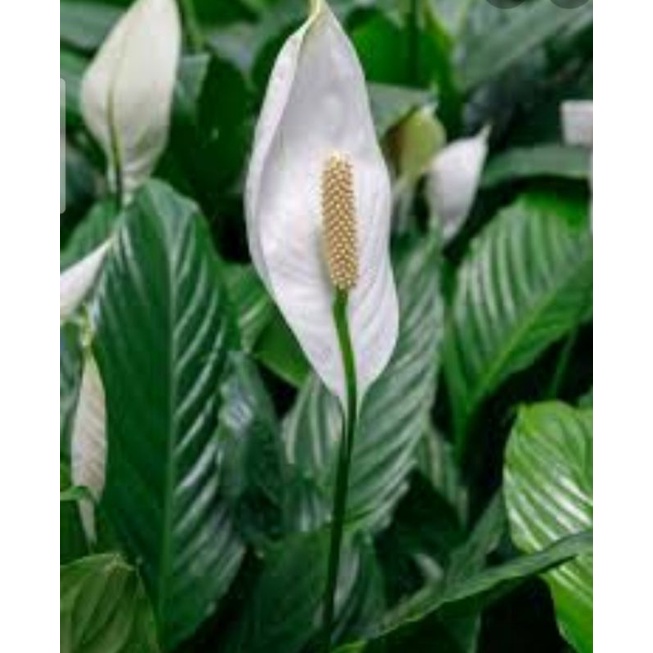 Peace Lily No Flowers Yet Shopee Philippines