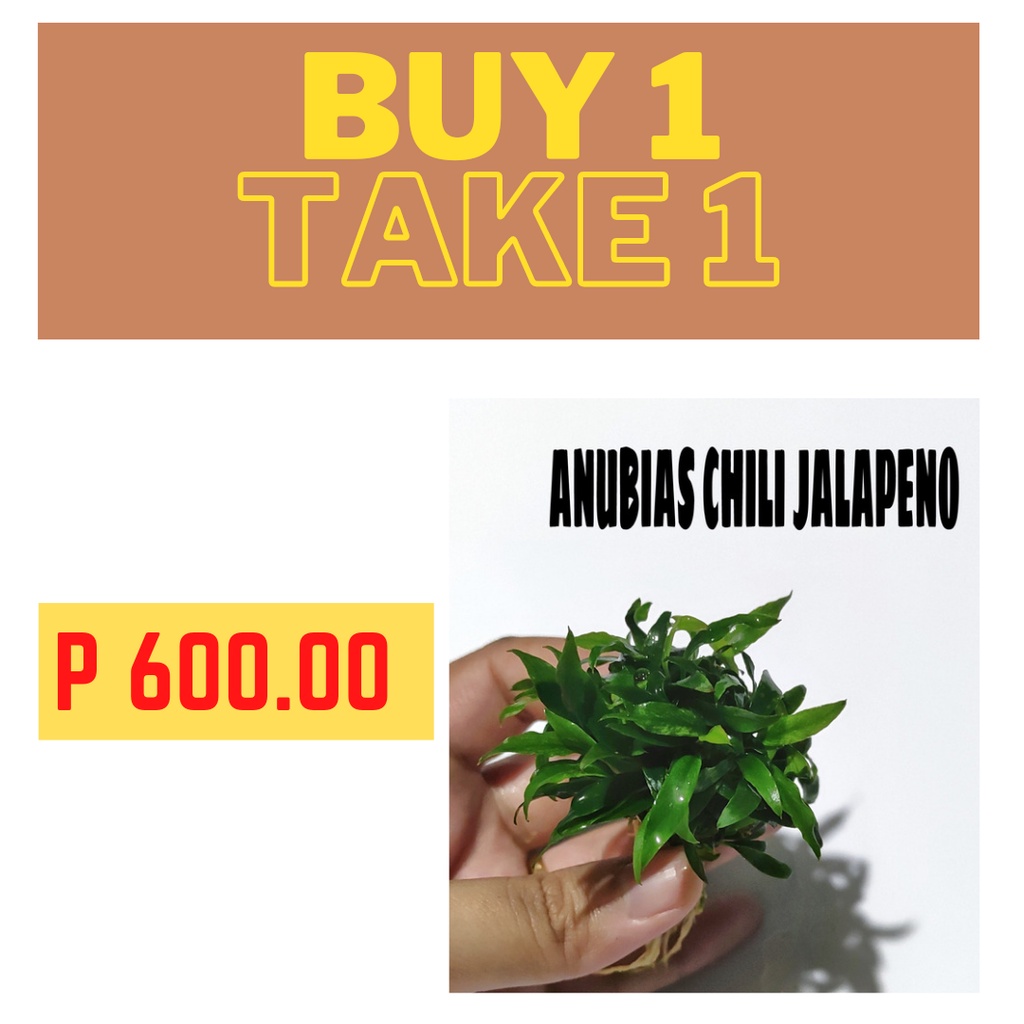 ANUBIAS CHILI JALAPENO (AQUATIC PLANTS) Shopee Philippines