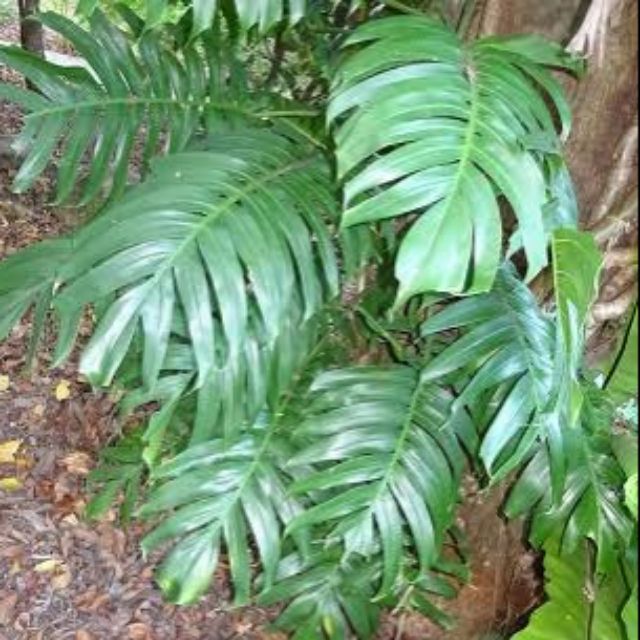 Dragon Tail Monstera (Epipremnum Pinnatum) Cuttings/Sanga | Shopee