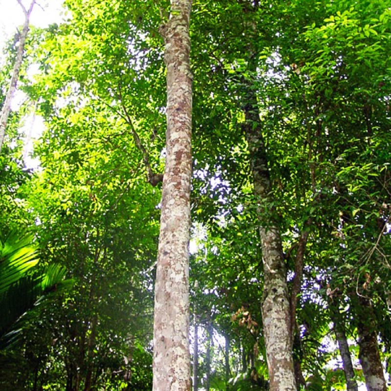 agarwood expensive