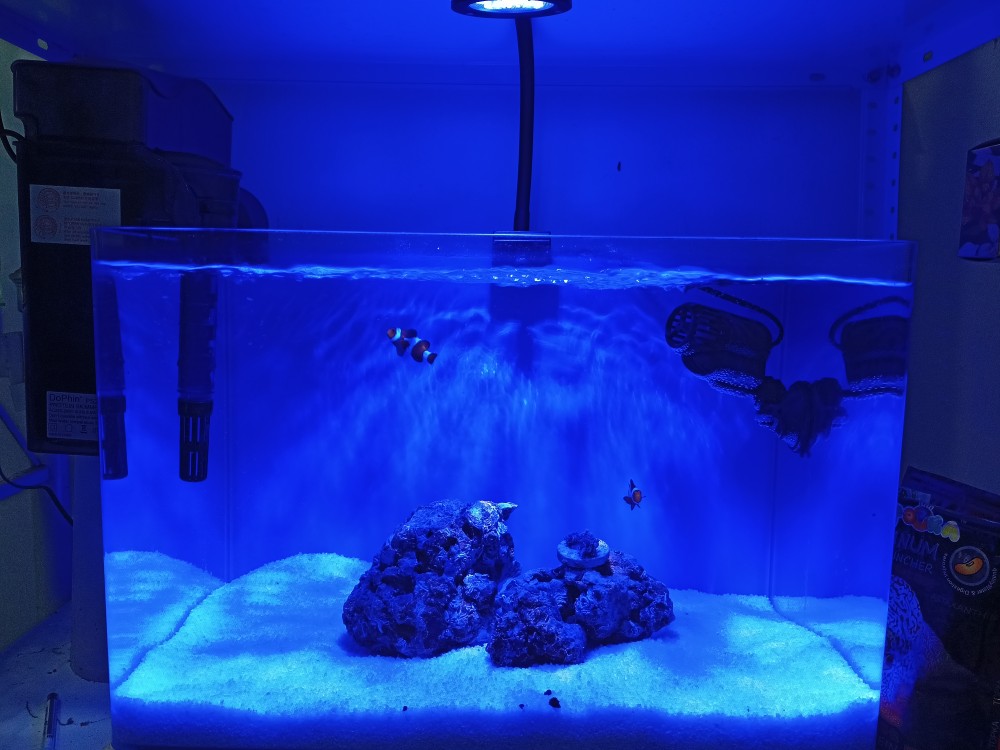 当店限定販売】【当店限定販売】PopBloom T30 Reef 4PCS Marine LED Aquarium Light Full  Spectrum Reef Coral SPS LPS Tank For 72inch-96inch Marine Aquarium Tank  (Arm Mounting Way) ライト、照明器具
