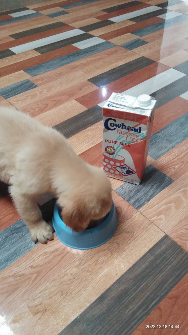 is cowhead milk good for puppies