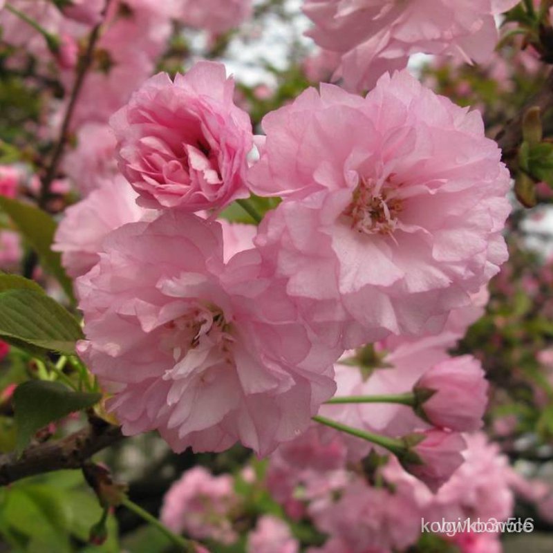 Potted Cherry Blossom Seeds (D-30 Seed Planting) Japanese Cherry ...