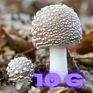 Siberian Amanita Pantherina (Panthercap) vacuum packed dried caps (10g)