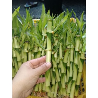 LUCKY BAMBOO (11 PESOS EACH) ROOTED