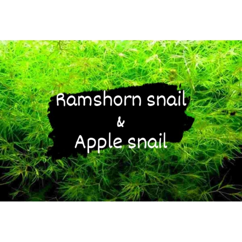 Apple snail Algae eater for aquarium