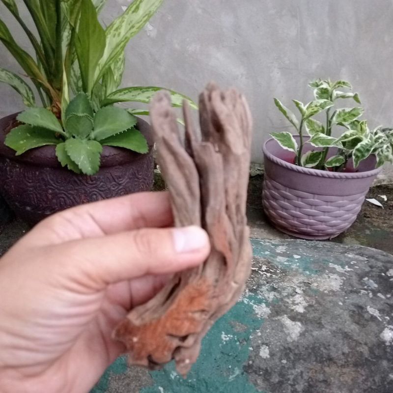 Aquarium Driftwood (3x2x6 inch) Shopee Philippines