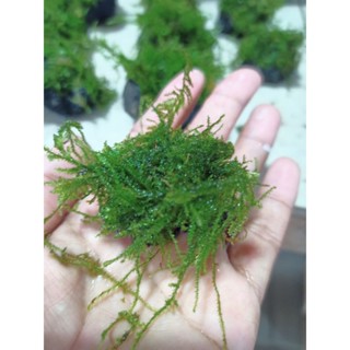 moss/lava rock  design for aquarium 3 pcs #4