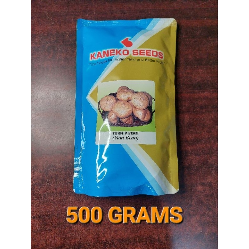 TURNIP BEAN (YAM BEAN) 50 grams SINGKAMAS by Kaneko Seeds Shopee