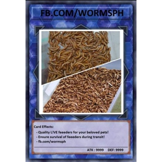 Feeder Card: Superworm Superworms & Mealworm Mealworms Live feeder