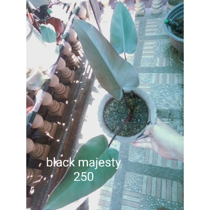 Shop black majesty philodendron for Sale on Shopee Philippines