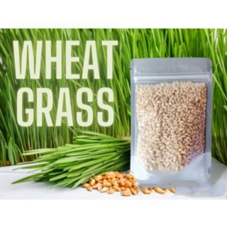 Cat Grass Seeds Wheatgrass 1 kilo #1