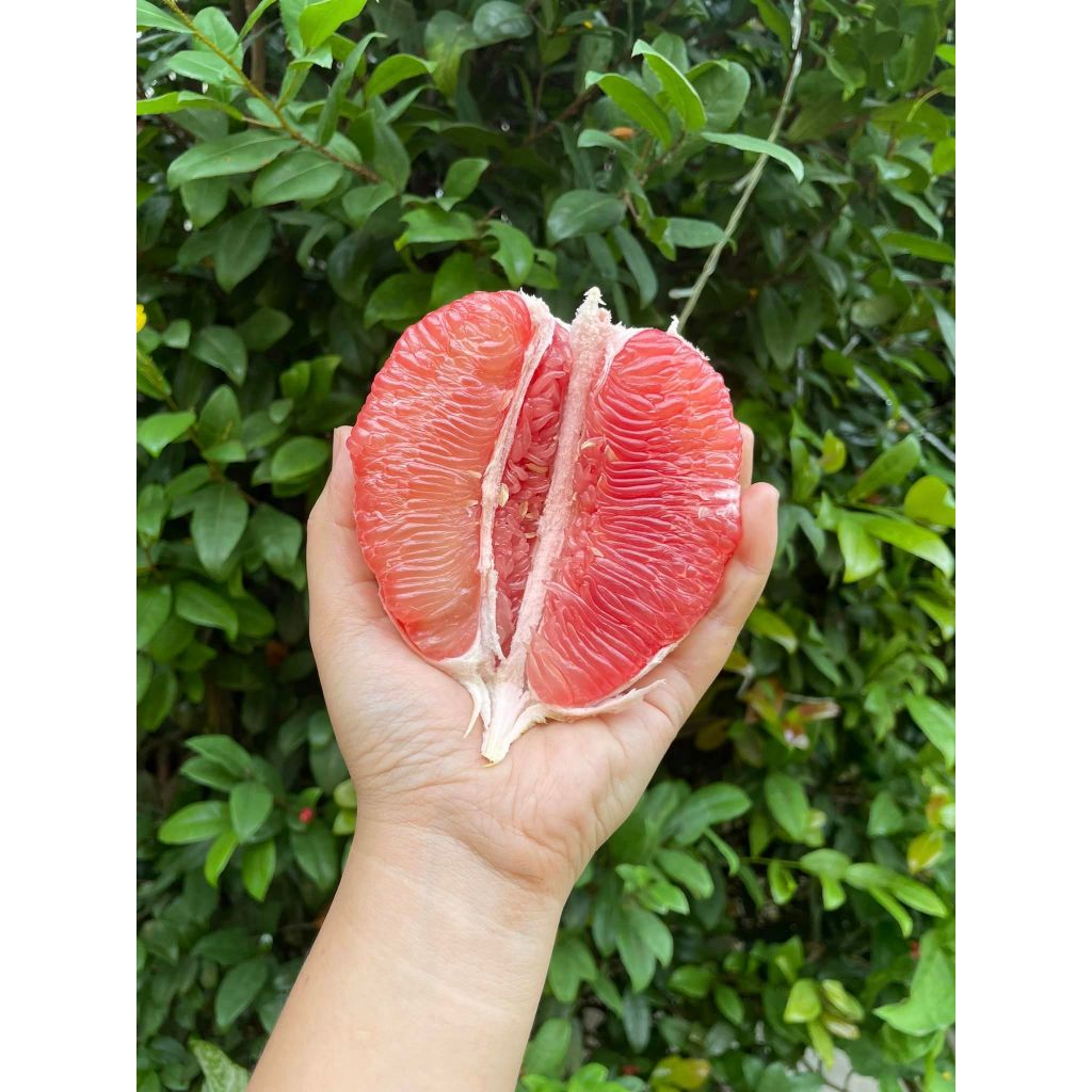 Davao Pomelo/Sweet Juicy Pomelo/Suha/Boongon — view 5