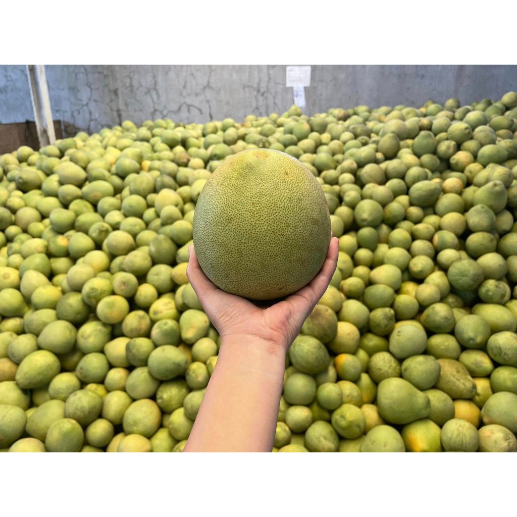 Davao Pomelo/Sweet Juicy Pomelo/Suha/Boongon — view 6