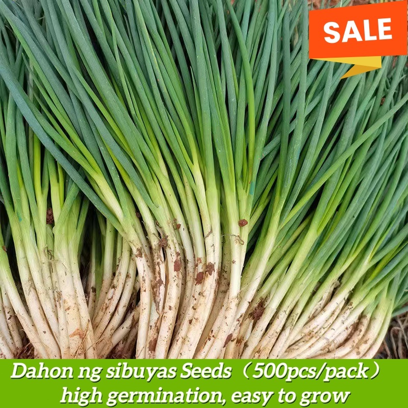Shop sibuyas for Sale on Shopee Philippines
