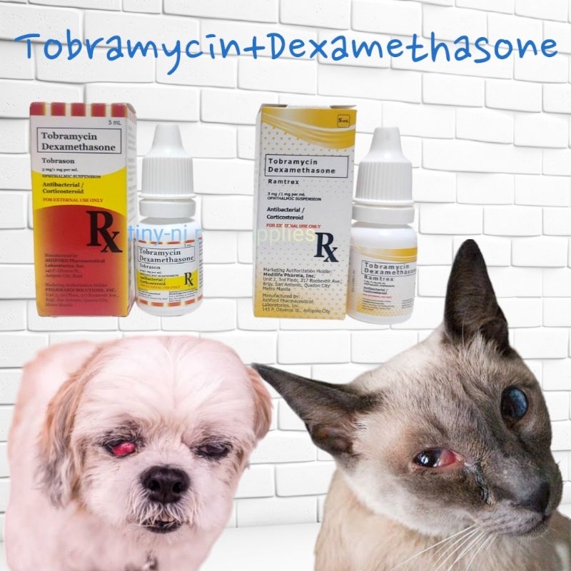 Shop tobramycin dexamethasone for Sale on Shopee Philippines