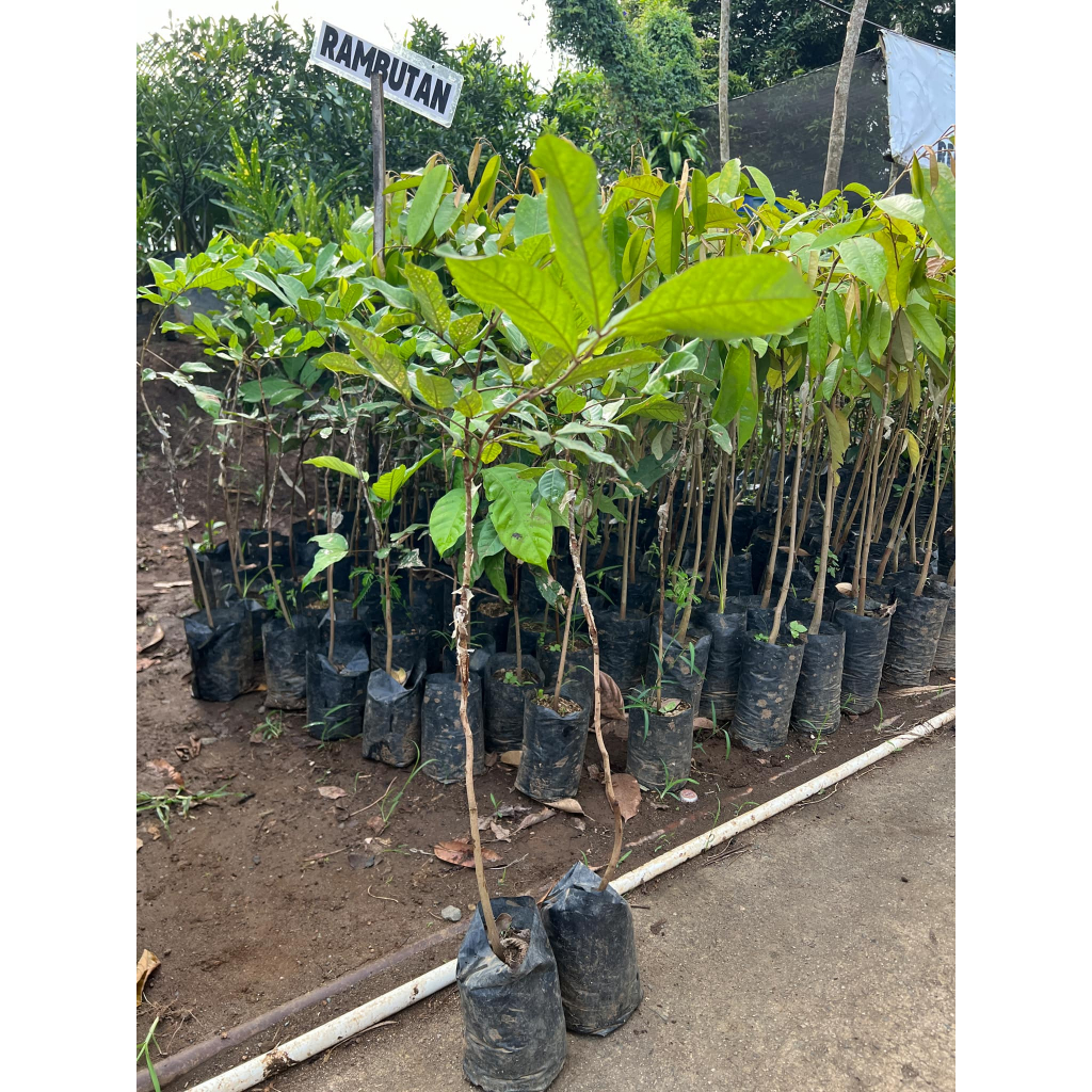 Rambutan Tree Seedlings Will Rambutan Bear Fruit In Ilocos Norte?