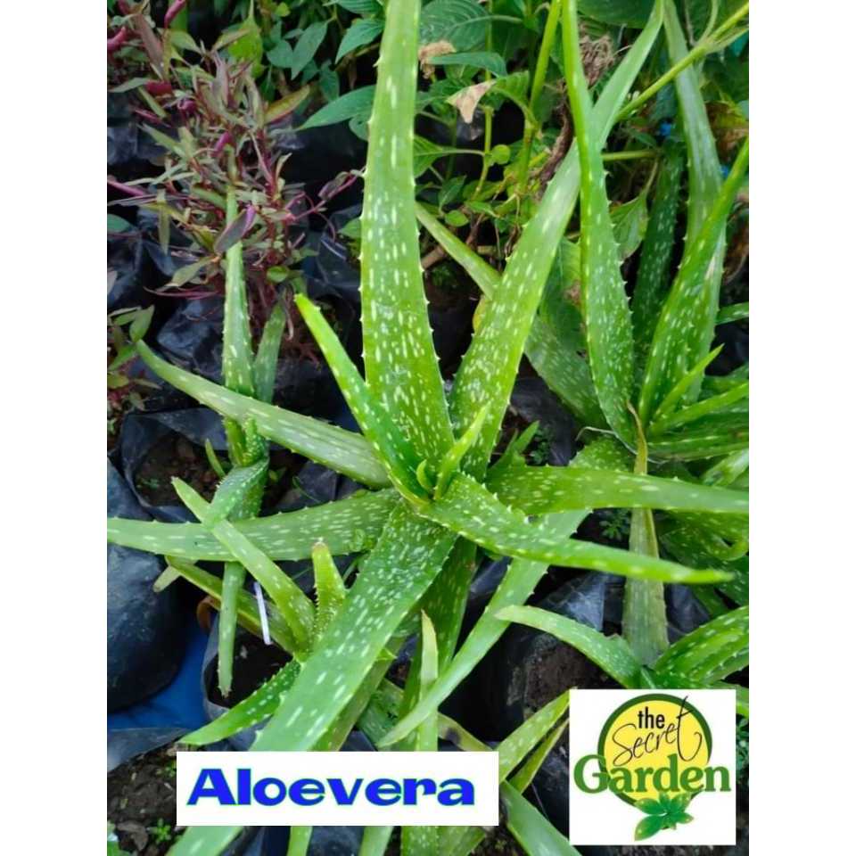 heat aloe vera gel Pain Relieving Heat Gel Roll-On - 75 ml