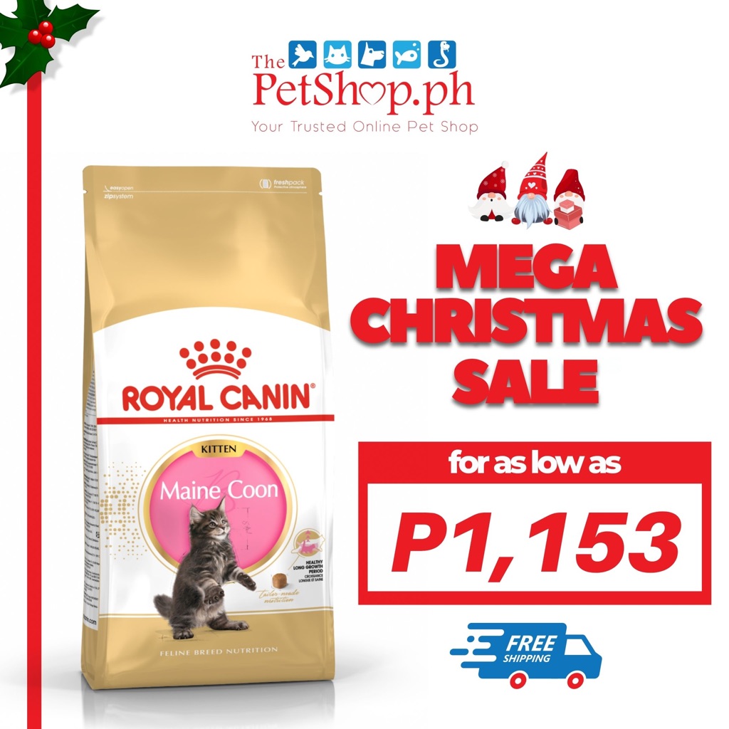 Maine Coon Feline Breed Nutrition Royal Canin Maine Coon Adult Cat