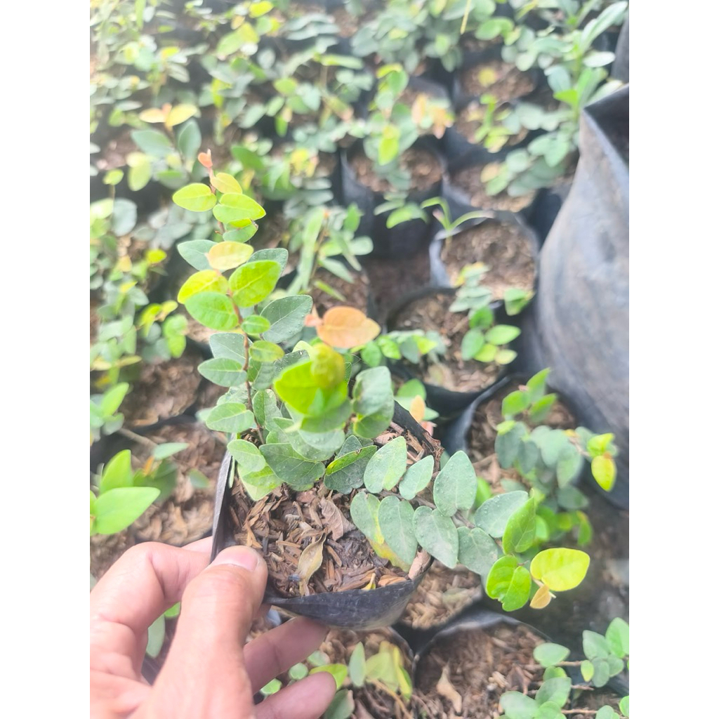 Creeping Ivy BUY 5 for 199