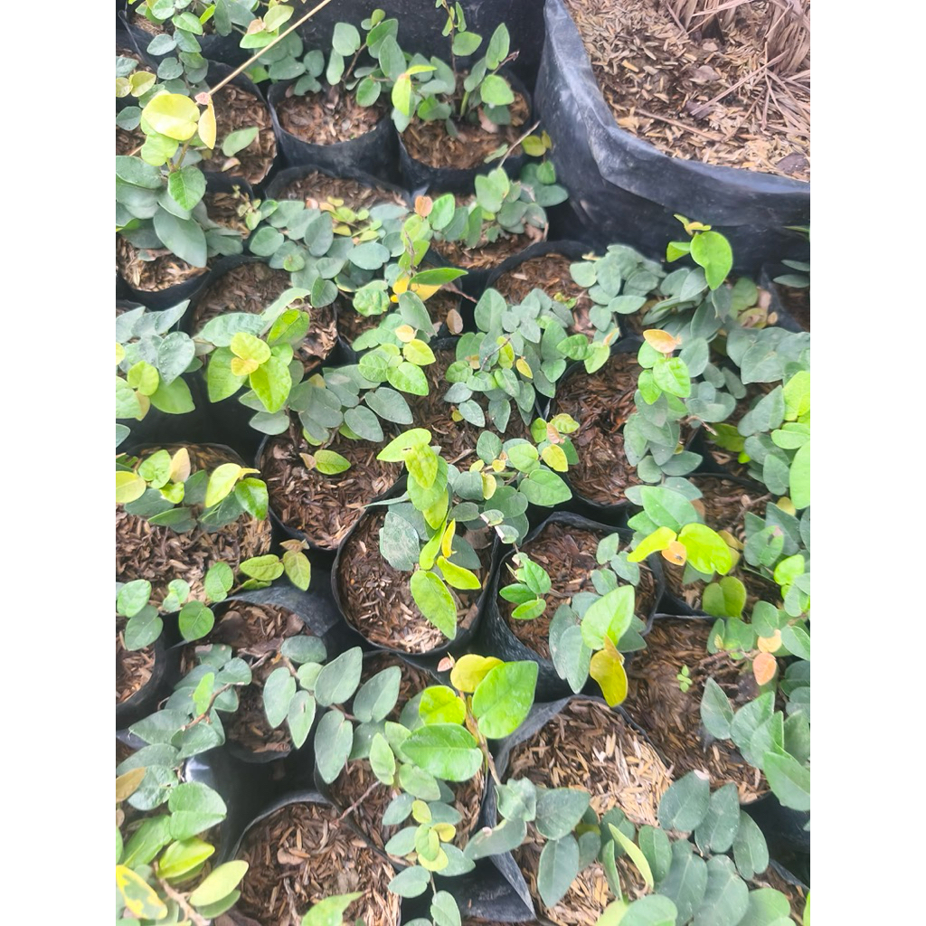 Creeping Ivy BUY 5 for 199 - Image 3