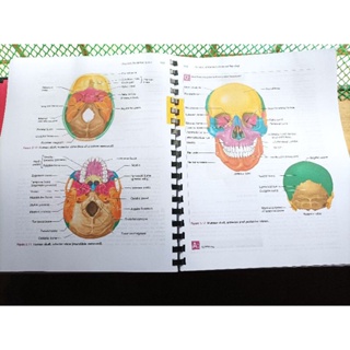 Essentials of Human Anatomy & Physiology (12th Edition) Pearson #5