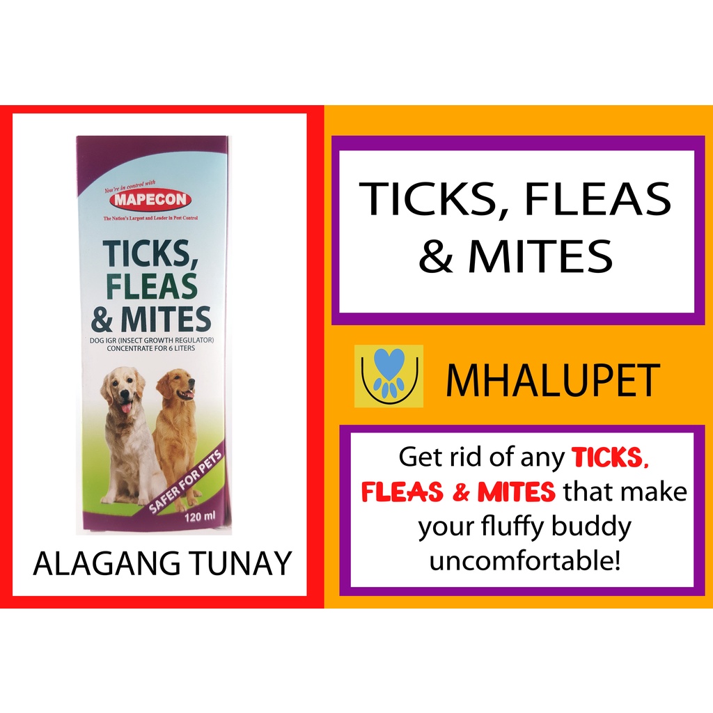 How Much Does It Cost To Bring A Dog To The Philippines