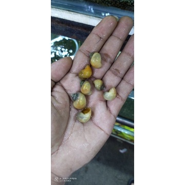 Apple snail Algae eater for aquarium #2
