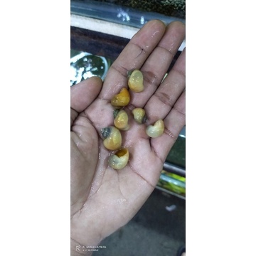 Apple snail Algae eater for aquarium #6