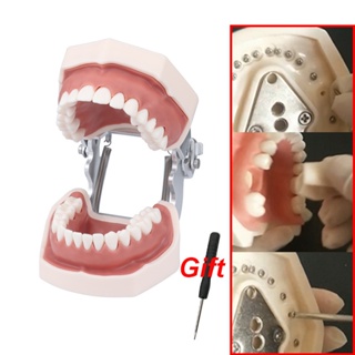 Dental Model Full Mouth Removable Standard Teeth For Nissin Training In Denttal Teaching Practice #5