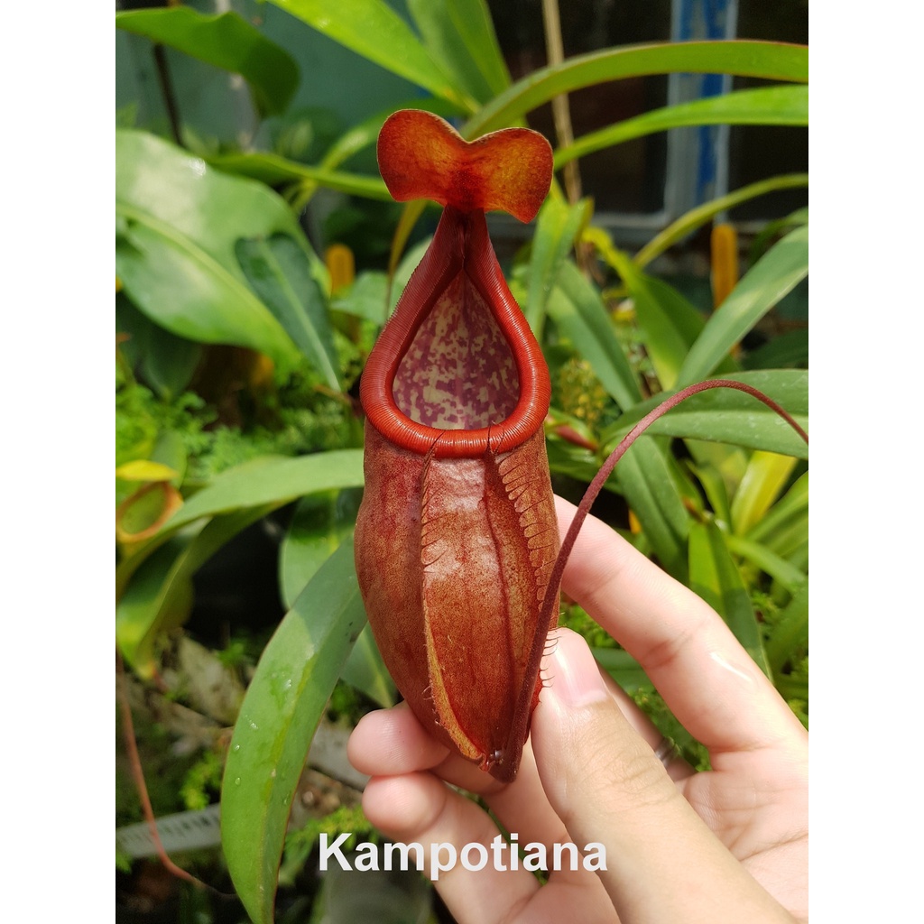 Nepenthes Kampotiana Pitcher Plant SEEDS ONLY Shopee Philippines