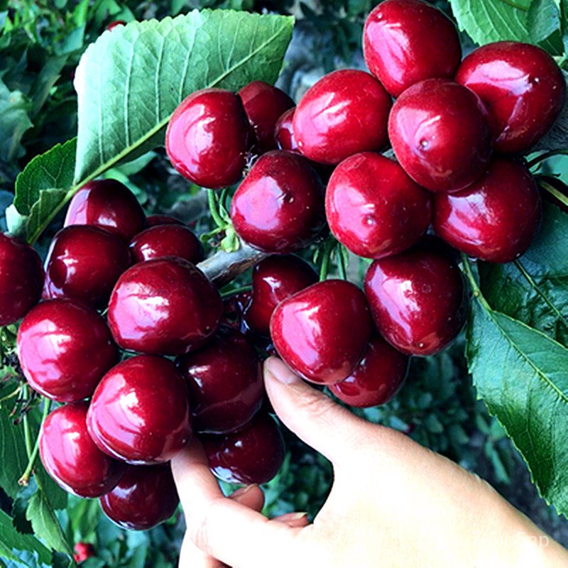 Cherry Sapling Cherry Tree Fruit Tree Fruit Seedling Field Cultivation