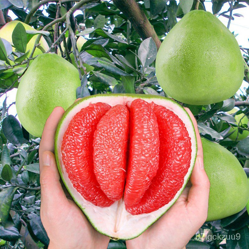 Pomelo Seedlings Red Heart Red Meat Miyou Grafting Fruit Tree Fruit