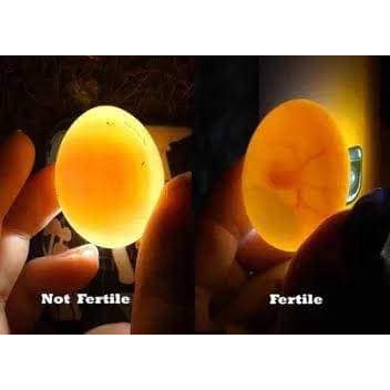 fertile eggs brown!!!! | Shopee Philippines