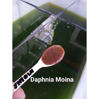 Moina Daphnia Starter Culture